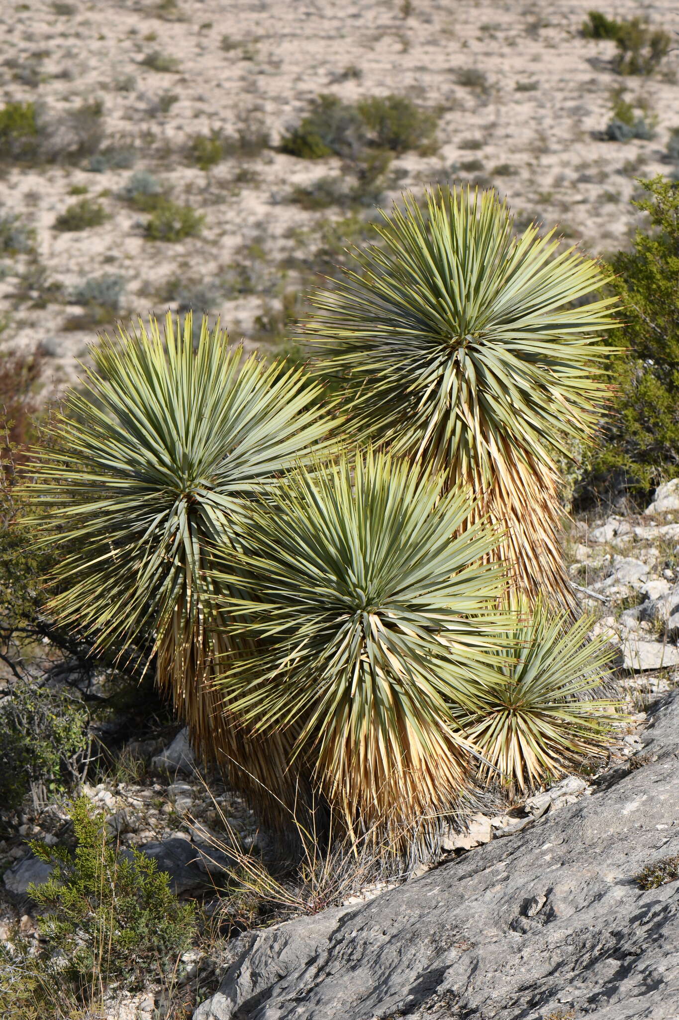 Слика од Yucca thompsoniana Trel.