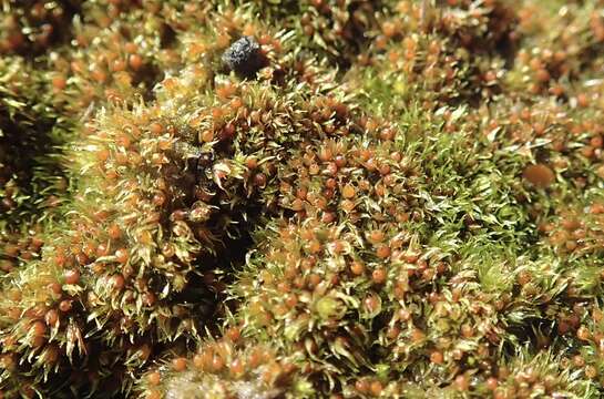 Image of serrate ephemerum moss