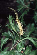 Image of Grevillea ramosissima Meissn.