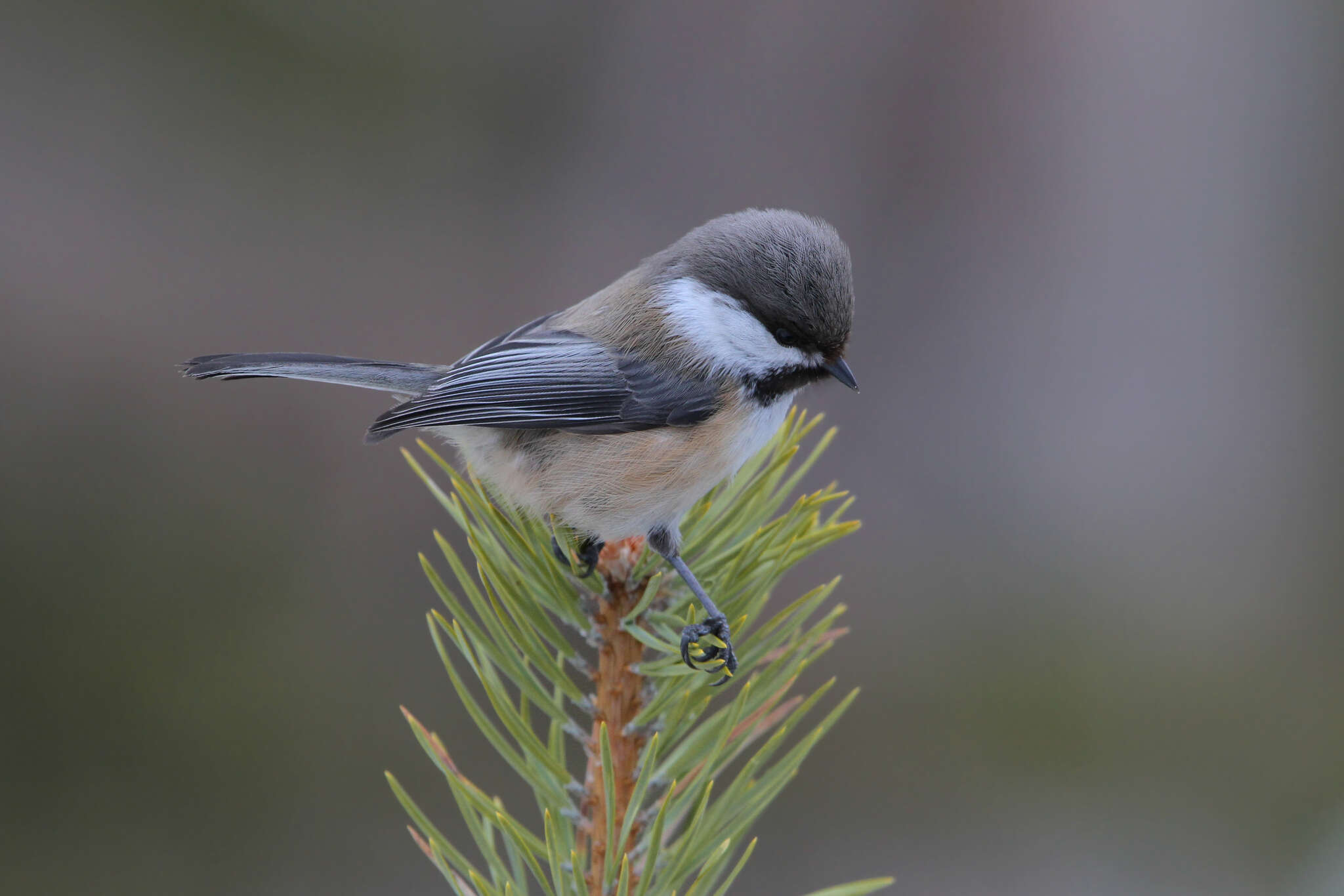 Image of Grey-headed Chickadee