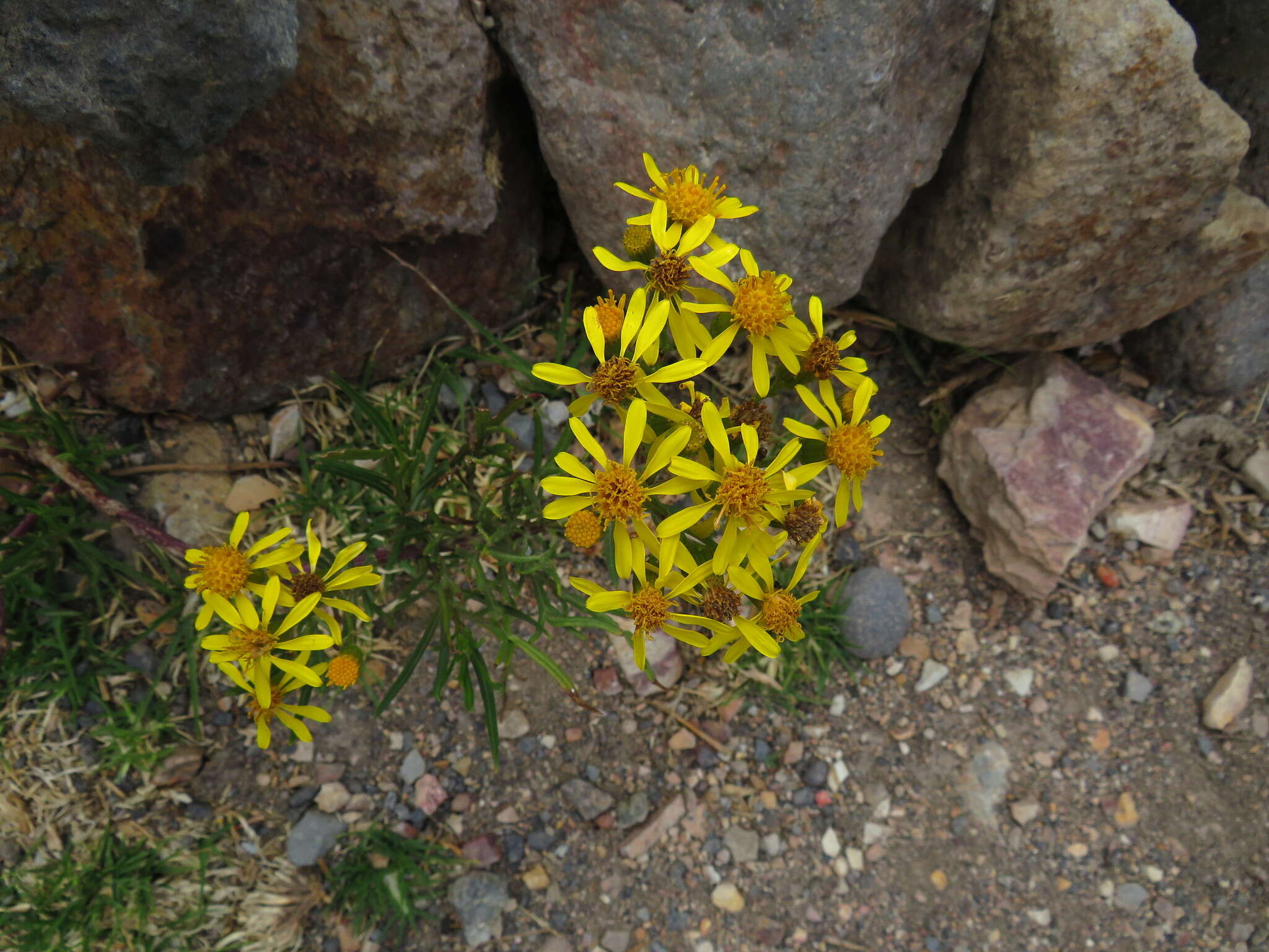 Sivun Senecio rudbeckiifolius Meyen & Walp. kuva