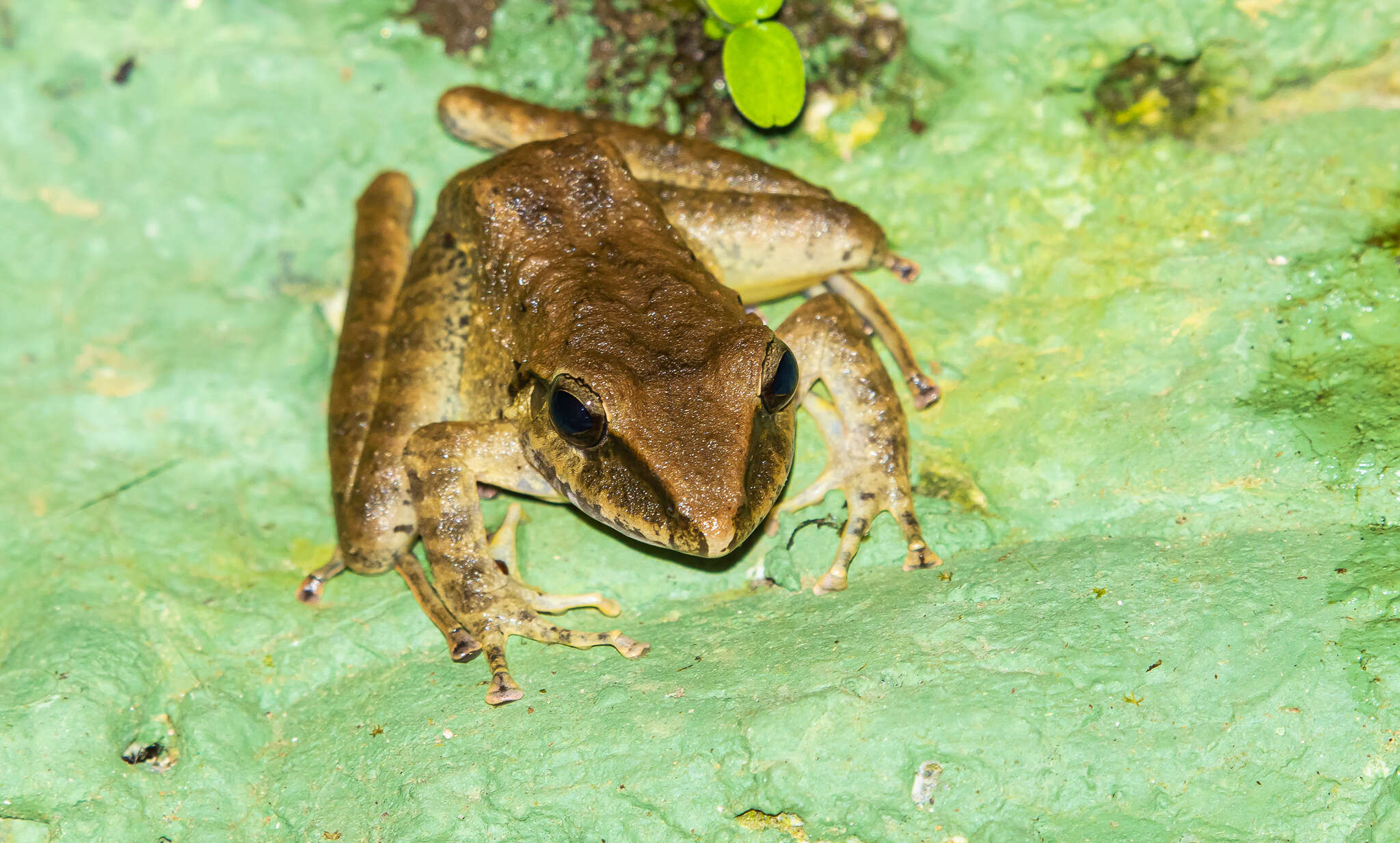 Image of Robber Frog