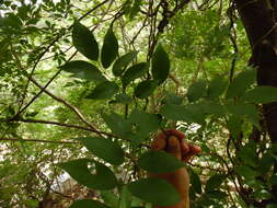 Plancia ëd Trichilia americana (Sessé & Mociño) T. D. Pennington