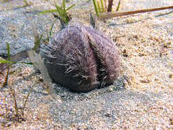 Image of purple heart urchin
