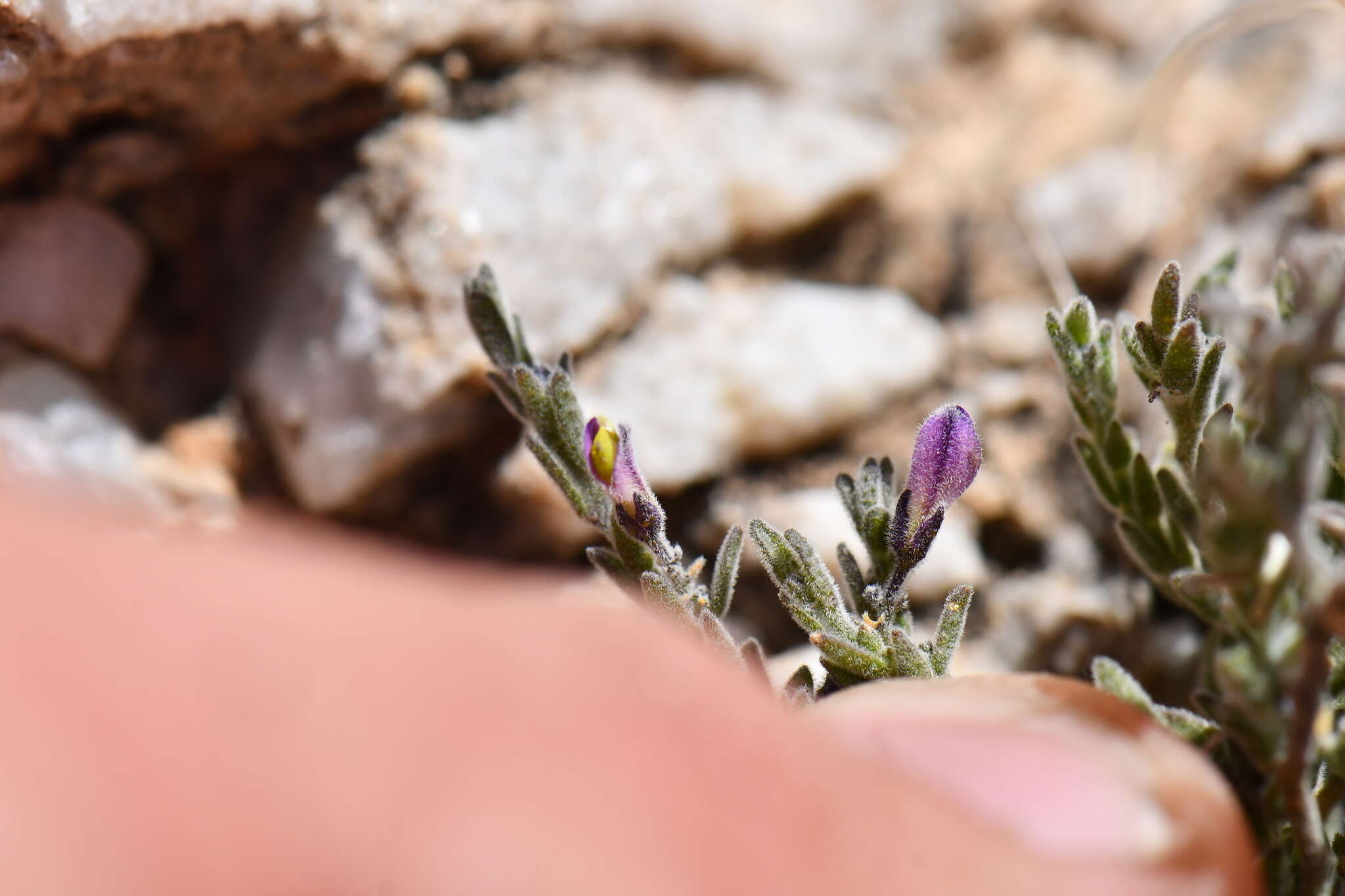 Image of glandleaf milkwort