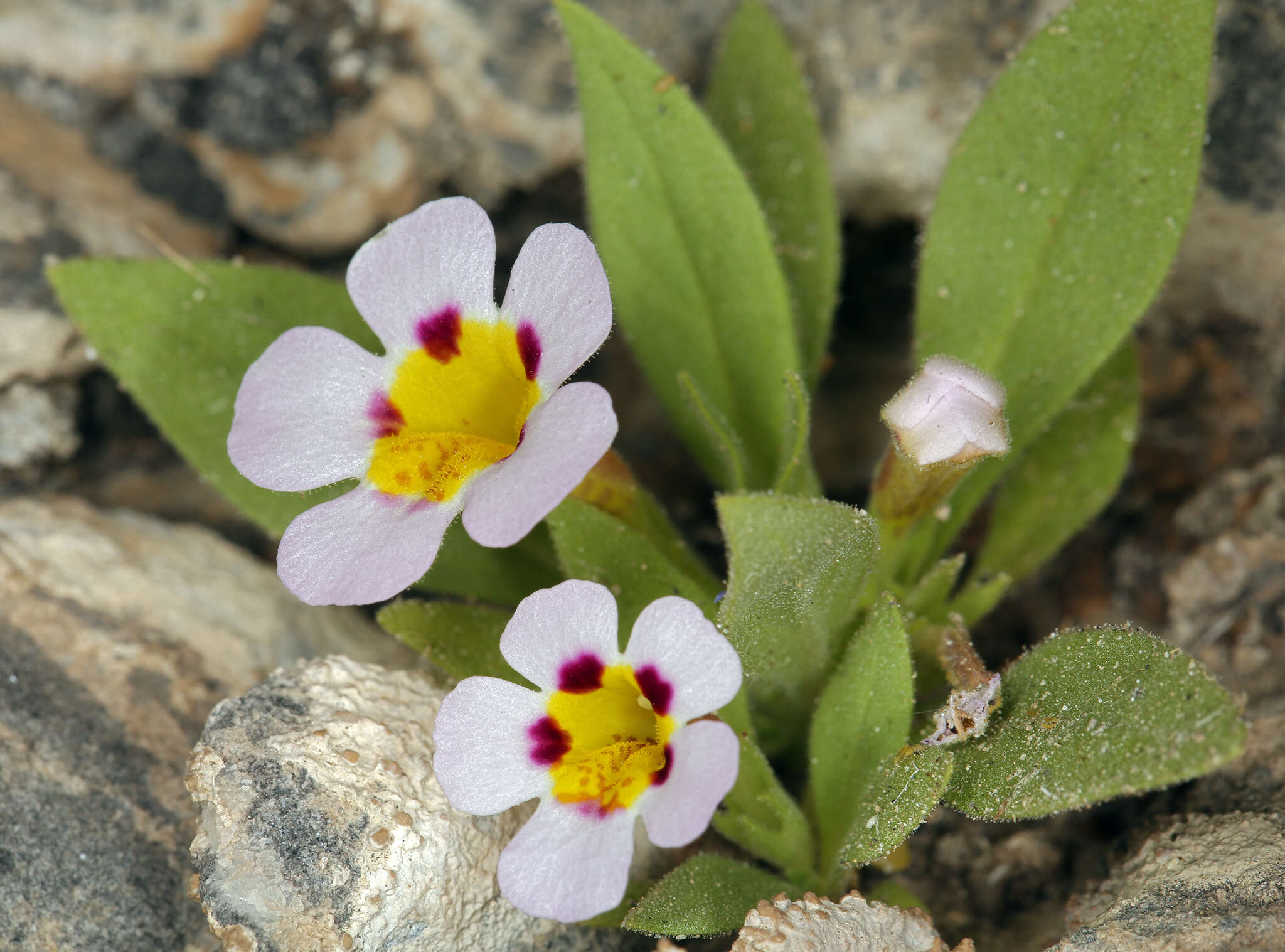 Image of Death Valley monkeyflower