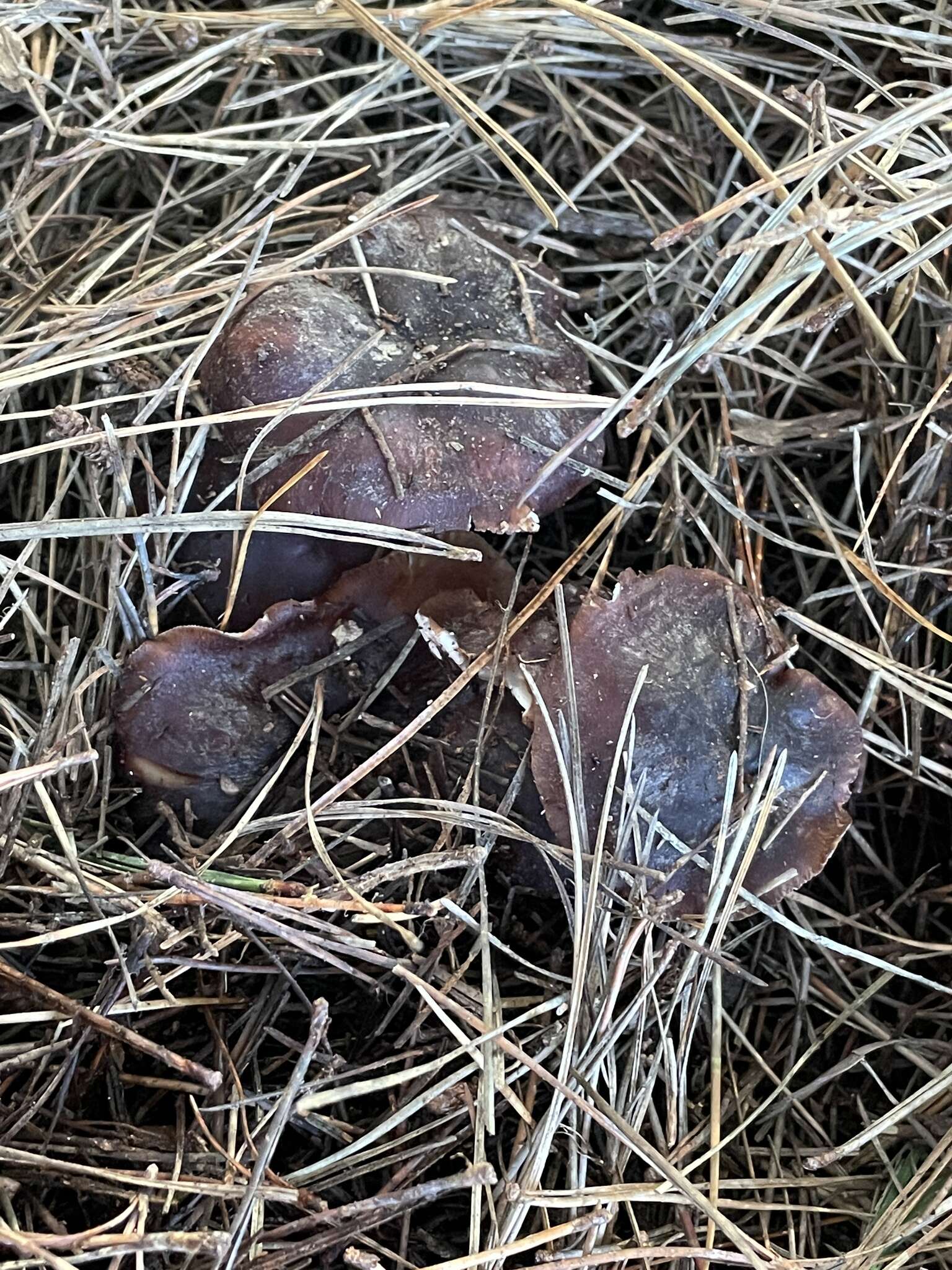 Image of Rhodocollybia purpurata (G. Stev.) J. A. Cooper 2014