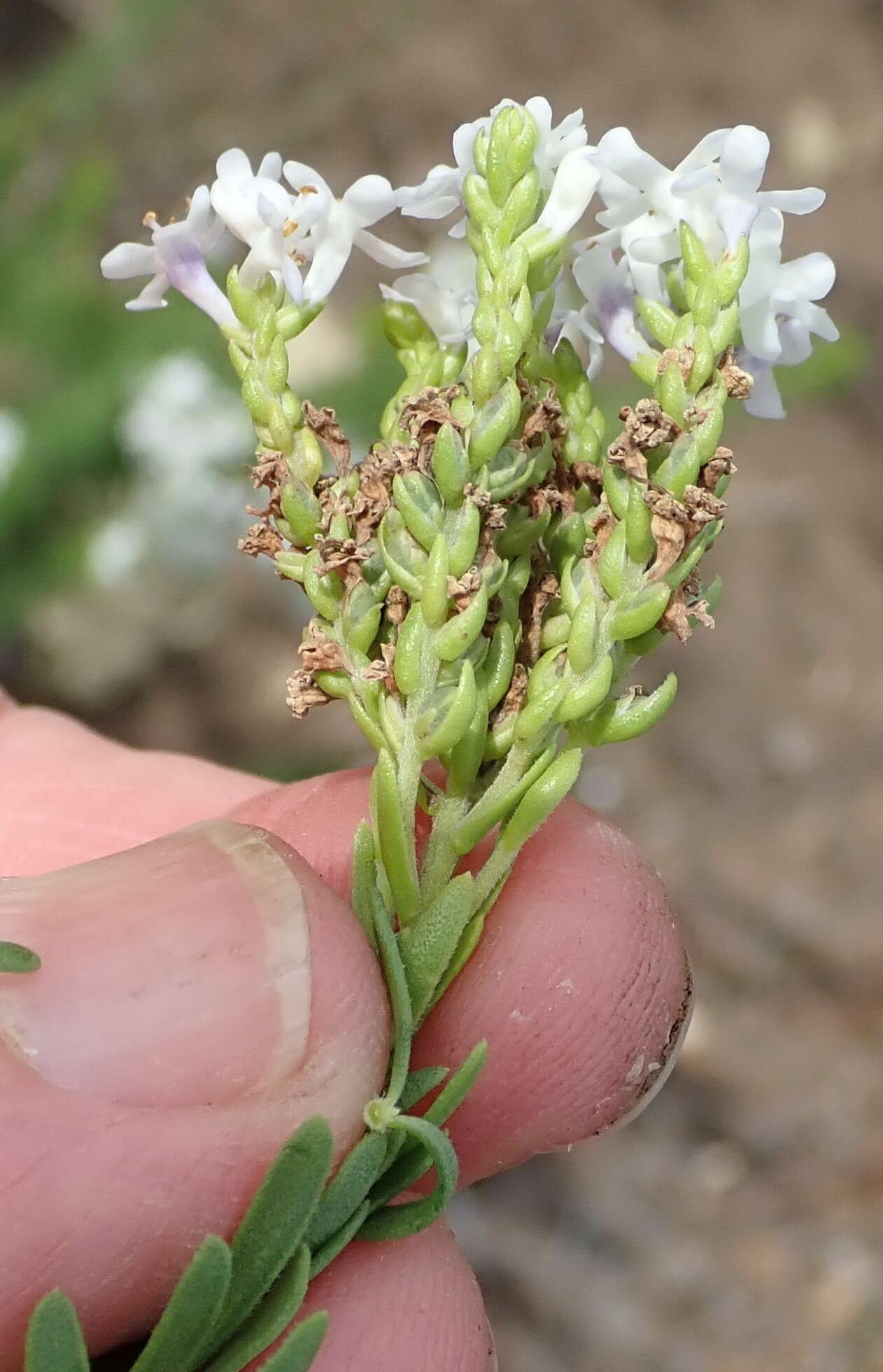 Слика од Selago cinerea L. fil.