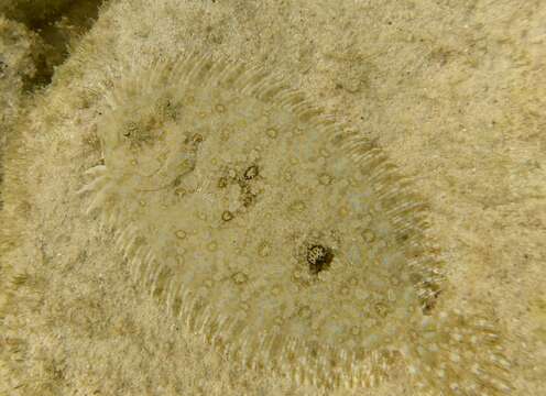 Image of Maculated Flounder