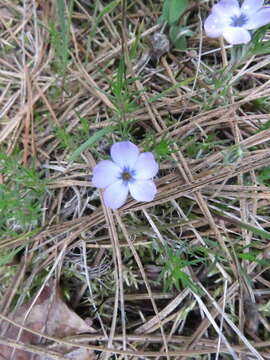 Imagem de Phlox diffusa Benth.