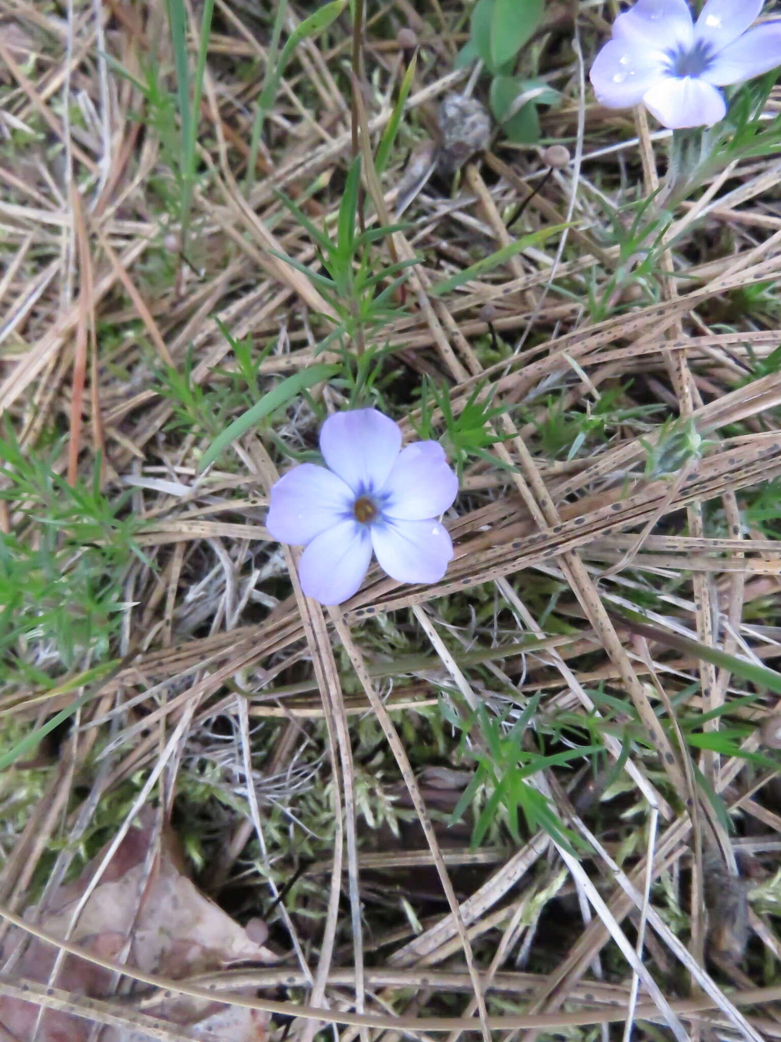 Imagem de Phlox diffusa Benth.