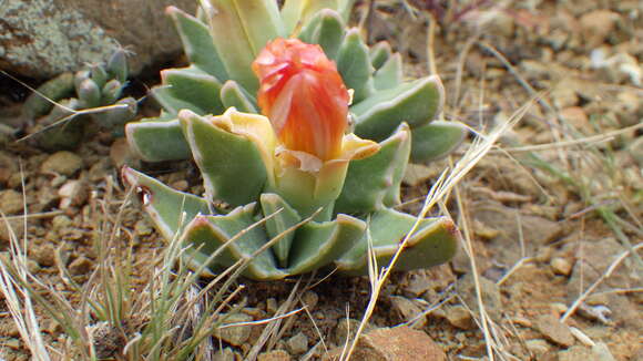 صورة Faucaria bosscheana (Berger) Schwant.