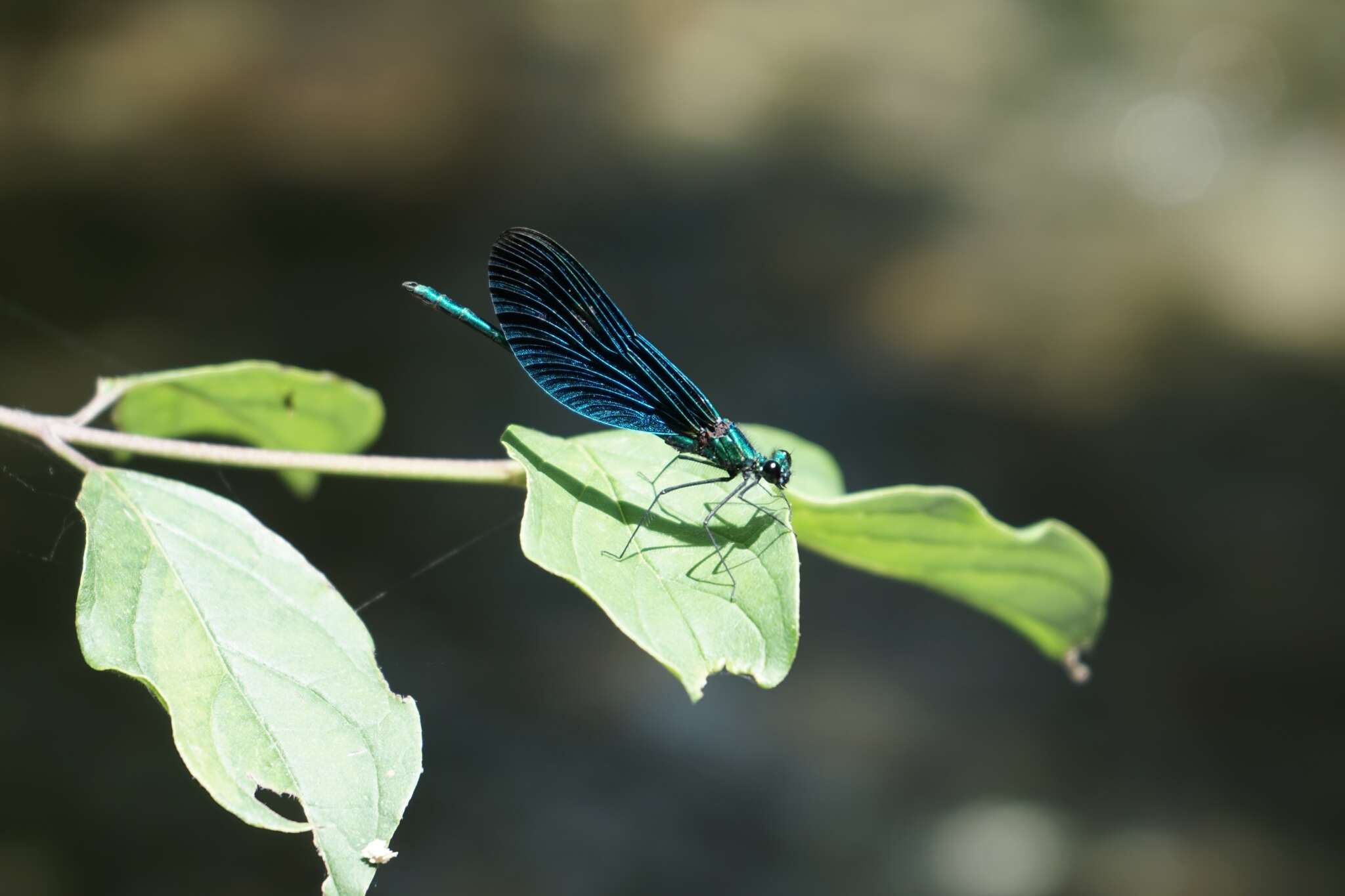 Image of <i>Calopteryx virgo festiva</i>