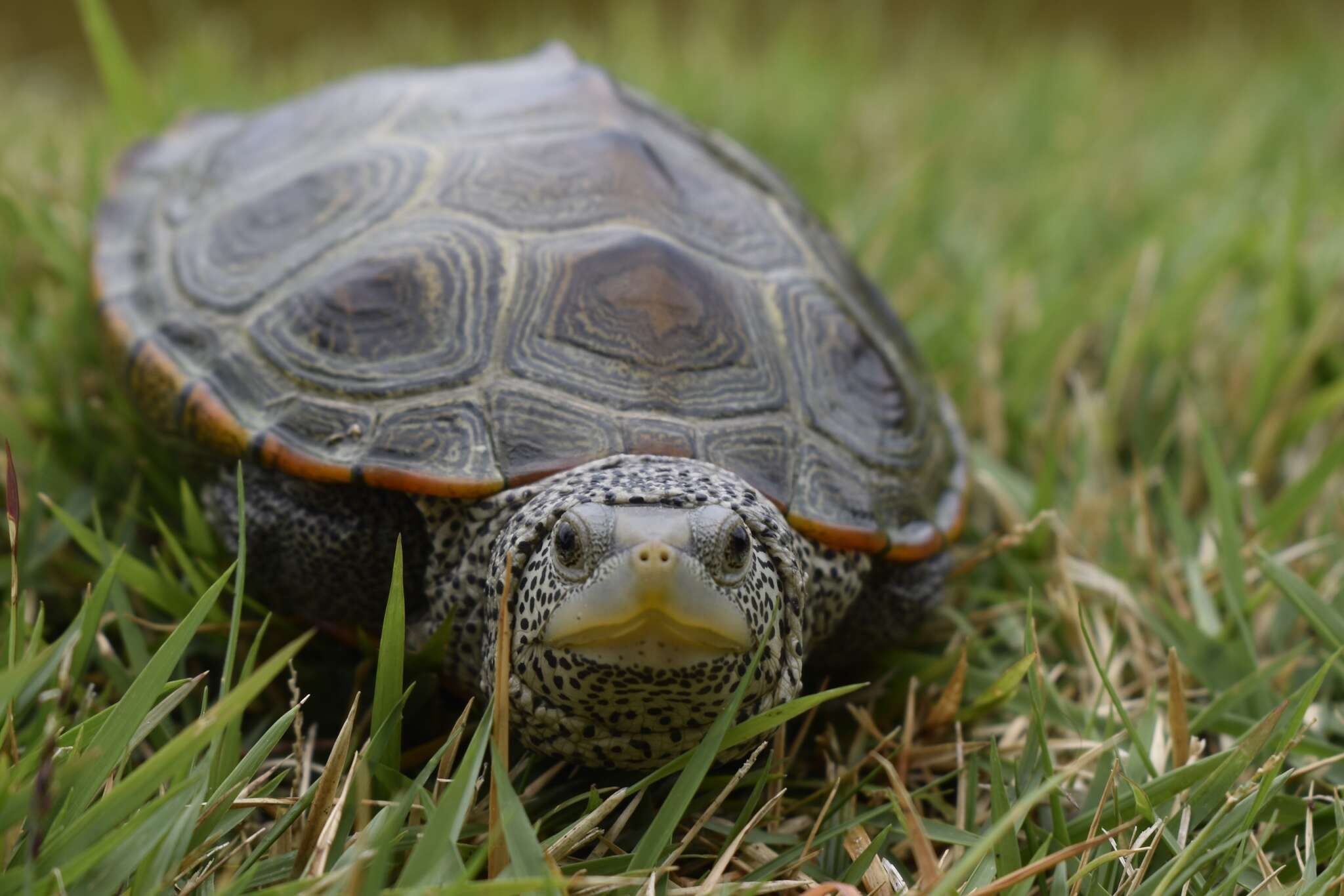 Image of Malaclemys terrapin centrata (Latreille 1802)