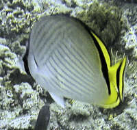 Image of Butterfly fish