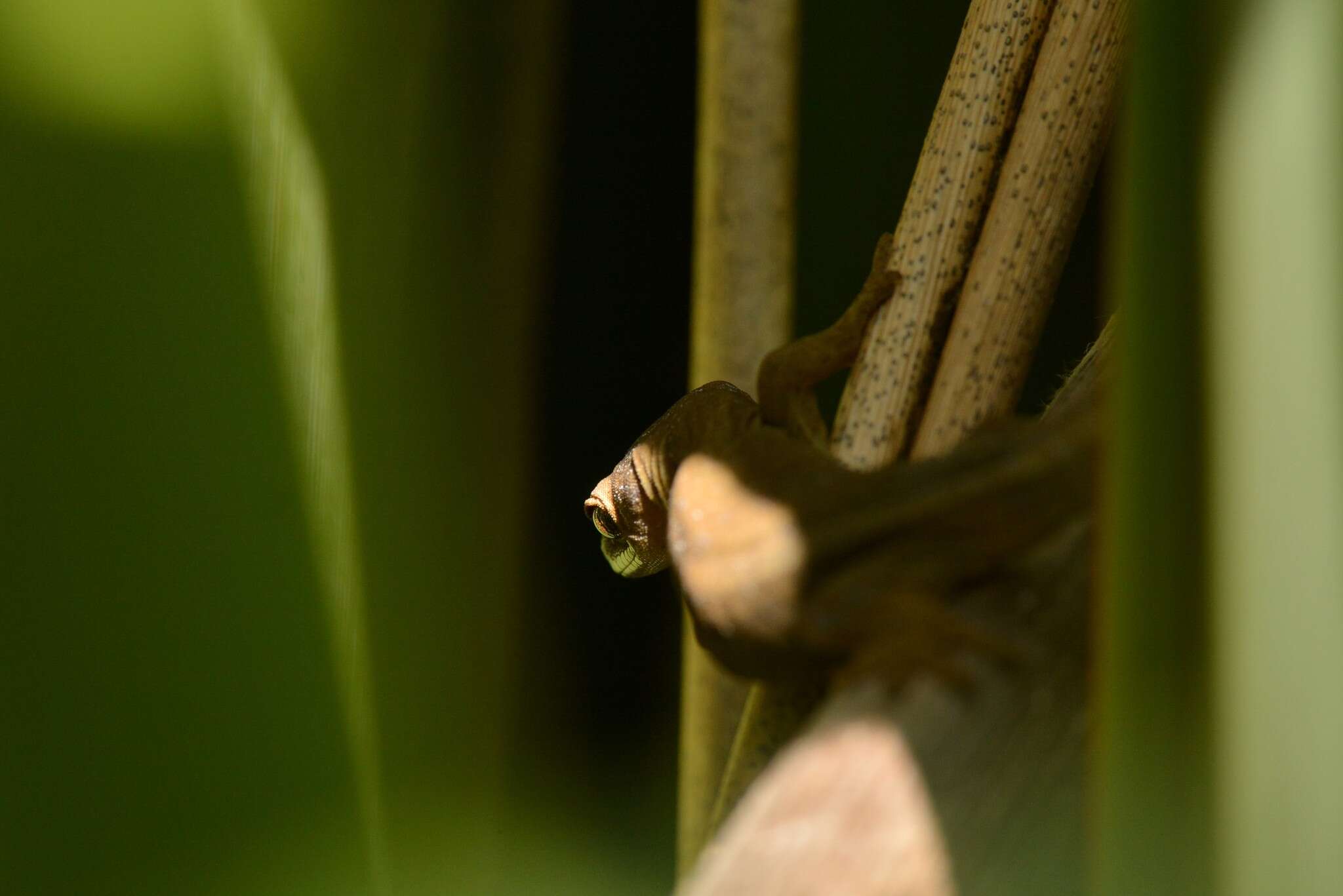 Image of Gold-striped Gecko