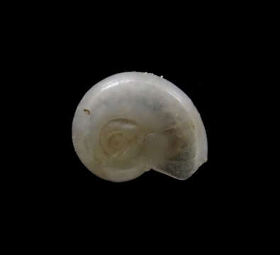 Plancia ëd Teinostoma supravallatum (Carpenter 1864)