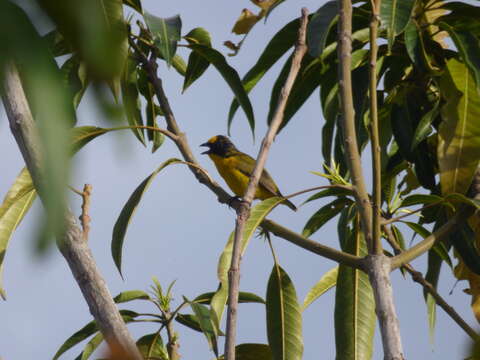 Image of Thick-billed Euphonia