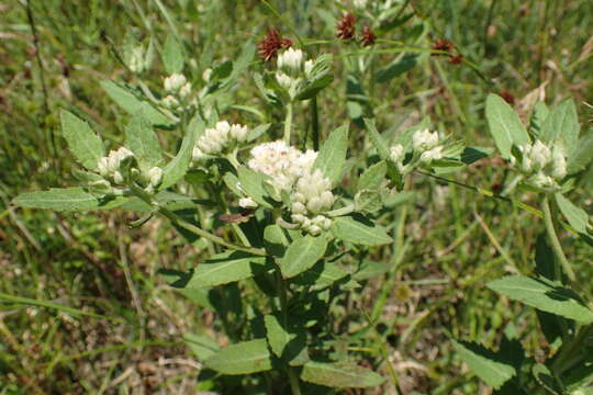 Image of March fleabane