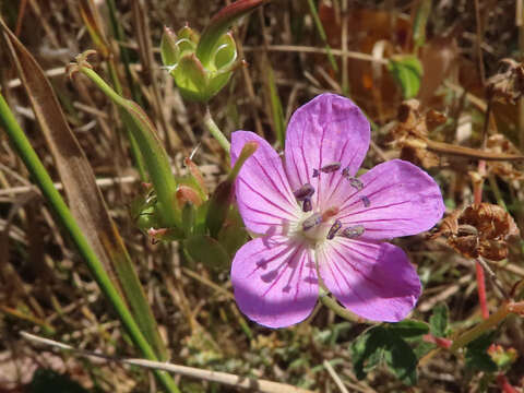 Image of Geranium collinum Stephan ex Willd.