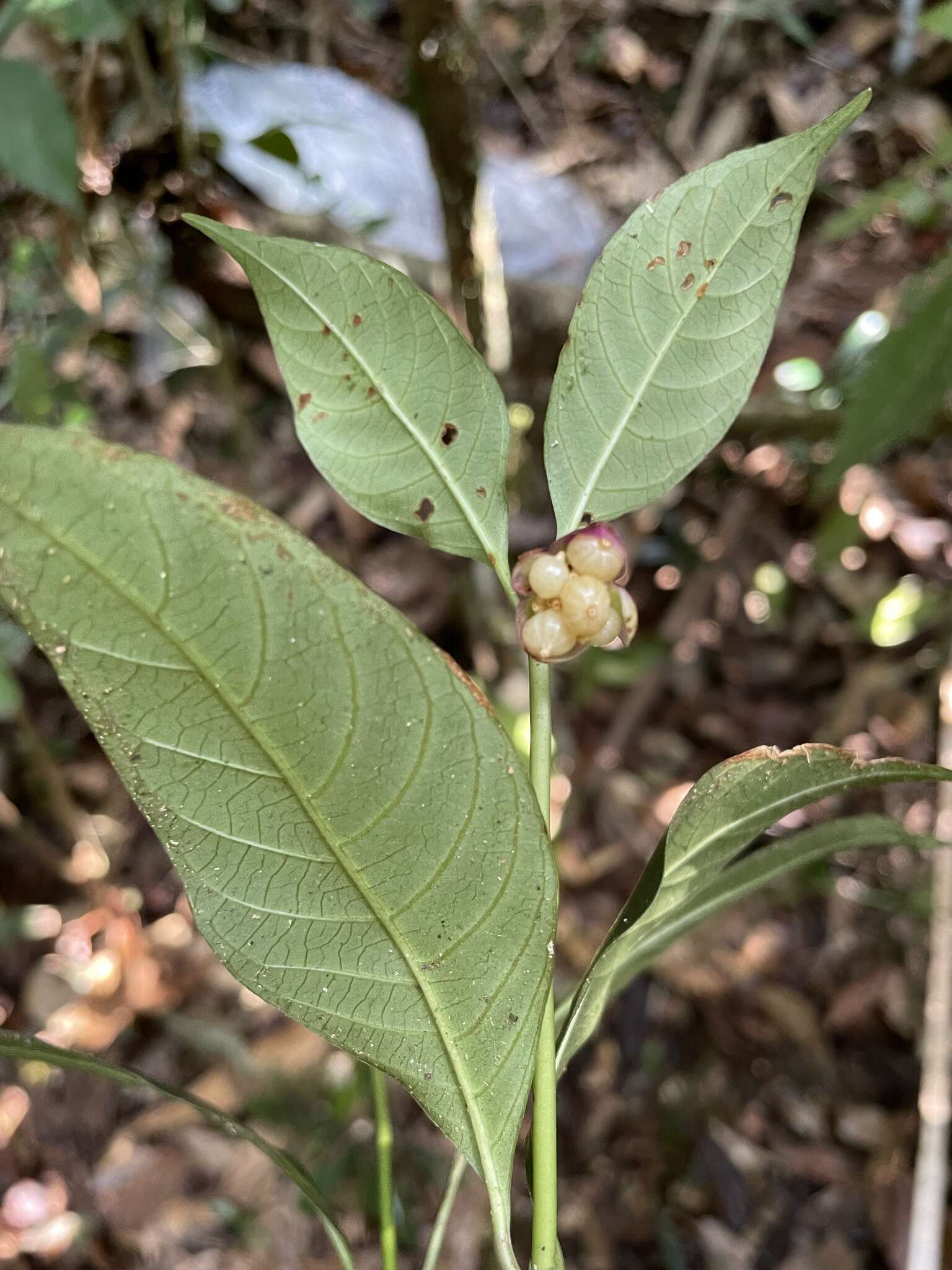 Image of Palicourea dichotoma