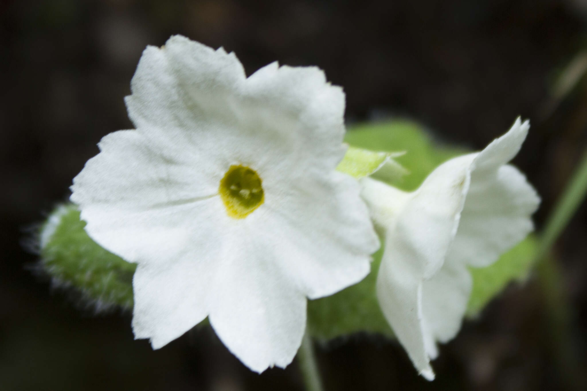 Image of Primula reidii Duthie