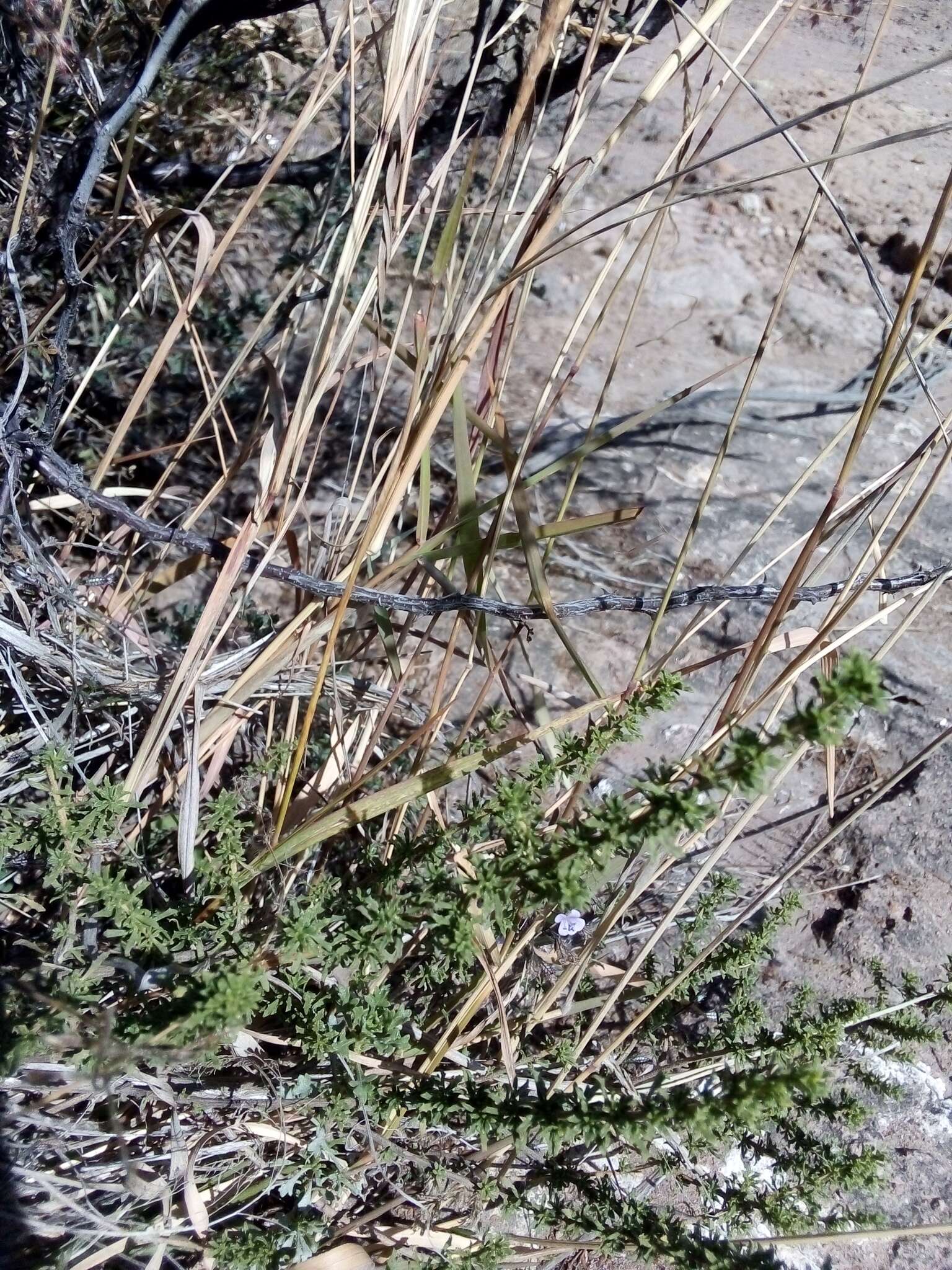 Image of Isocoma hartwegii (A. Gray) Greene