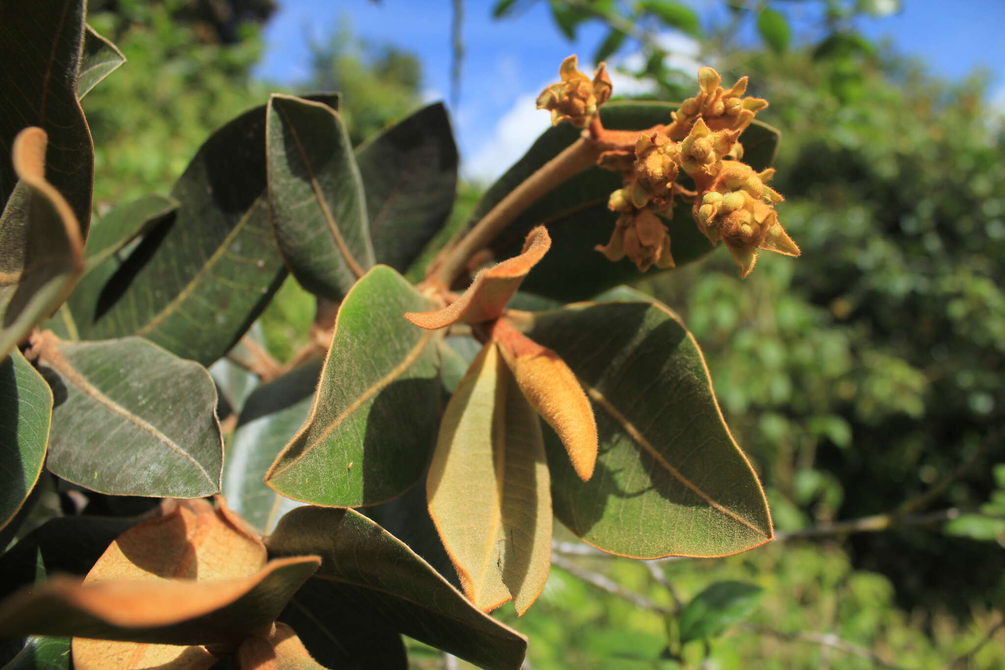 Image of Ocotea caesariata van der Werff