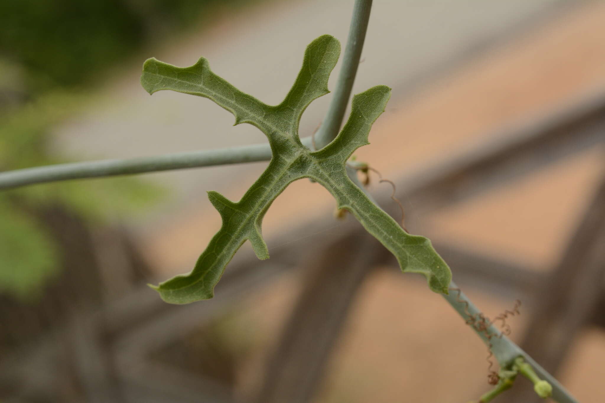 Plancia ëd Corallocarpus epigaeus (Rottl.) C. B. Clark