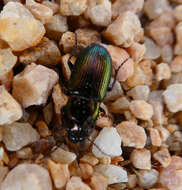 Image of Harpalus (Harpalus) distinguendus (Duftschmid 1812)