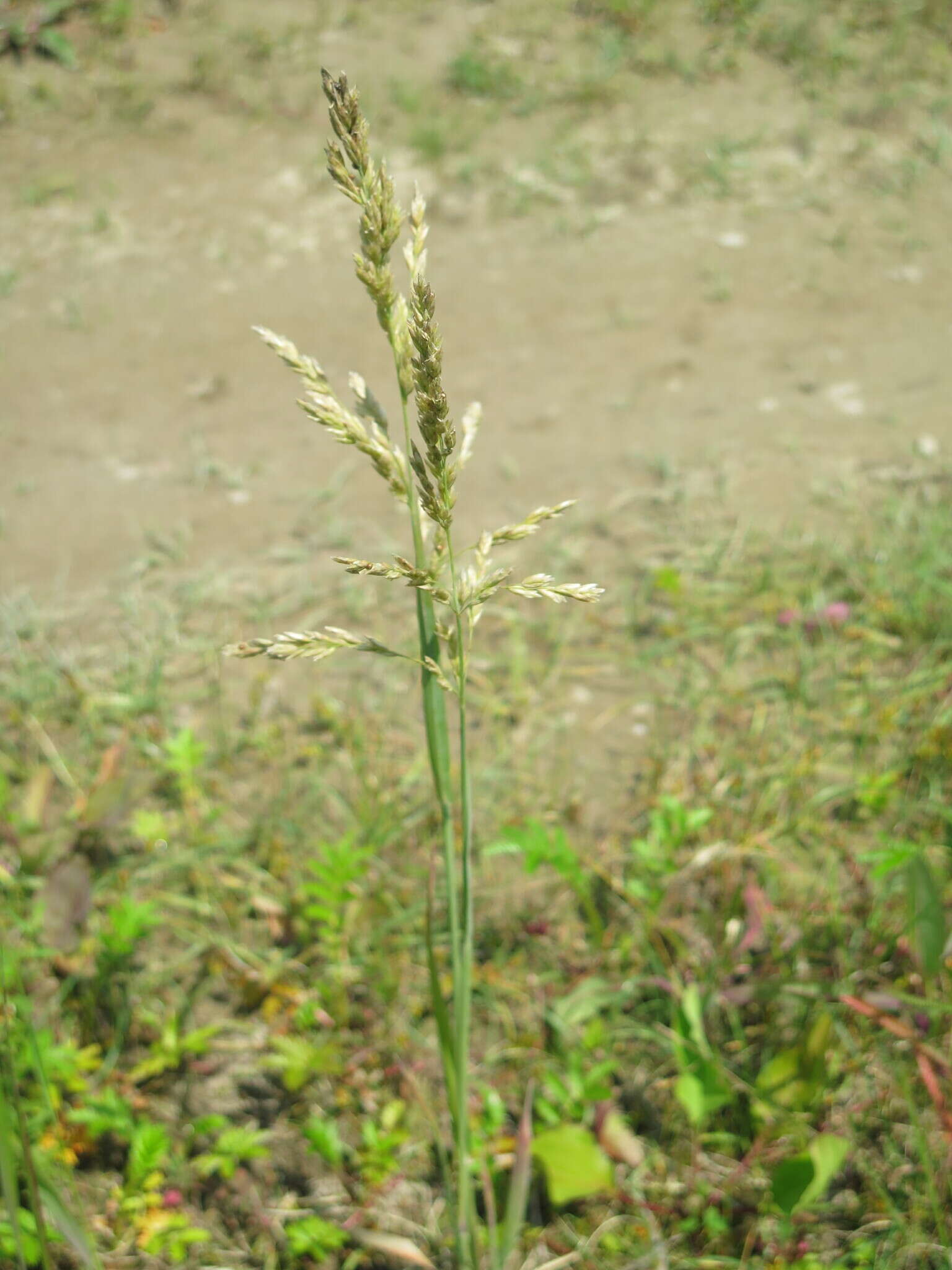 Image of Large-Flower Blue Grass