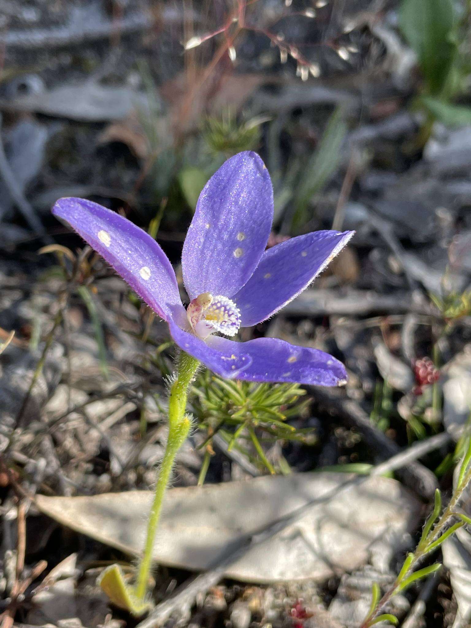 Image of Caladenia gemmata Lindl.