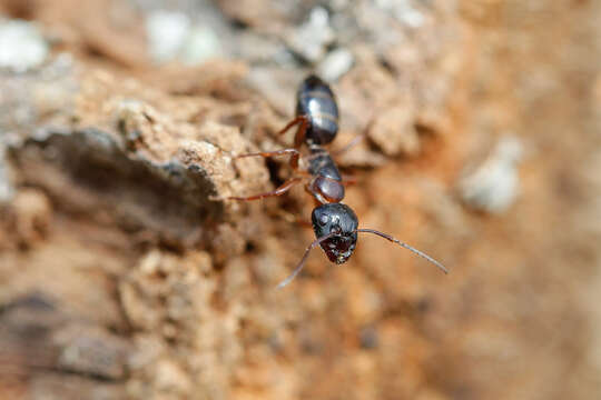 Image of Camponotus fallax (Nylander 1856)