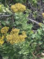 Image of Poisonous ragwort