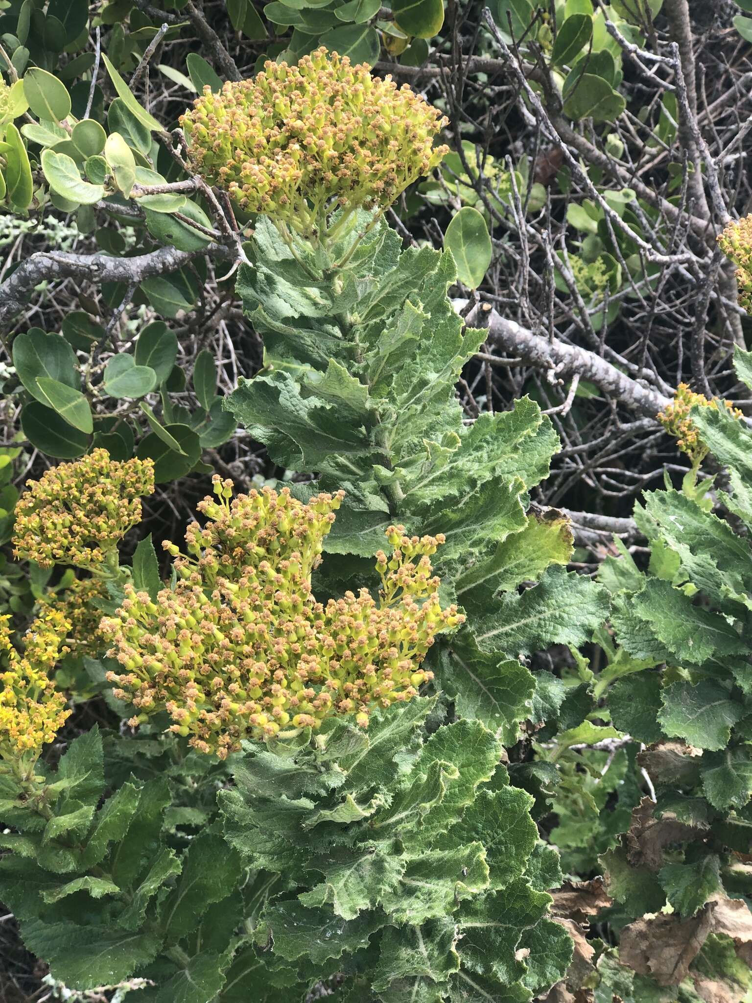 Image of Poisonous ragwort