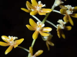 Dendrobium finetianum Schltr.的圖片