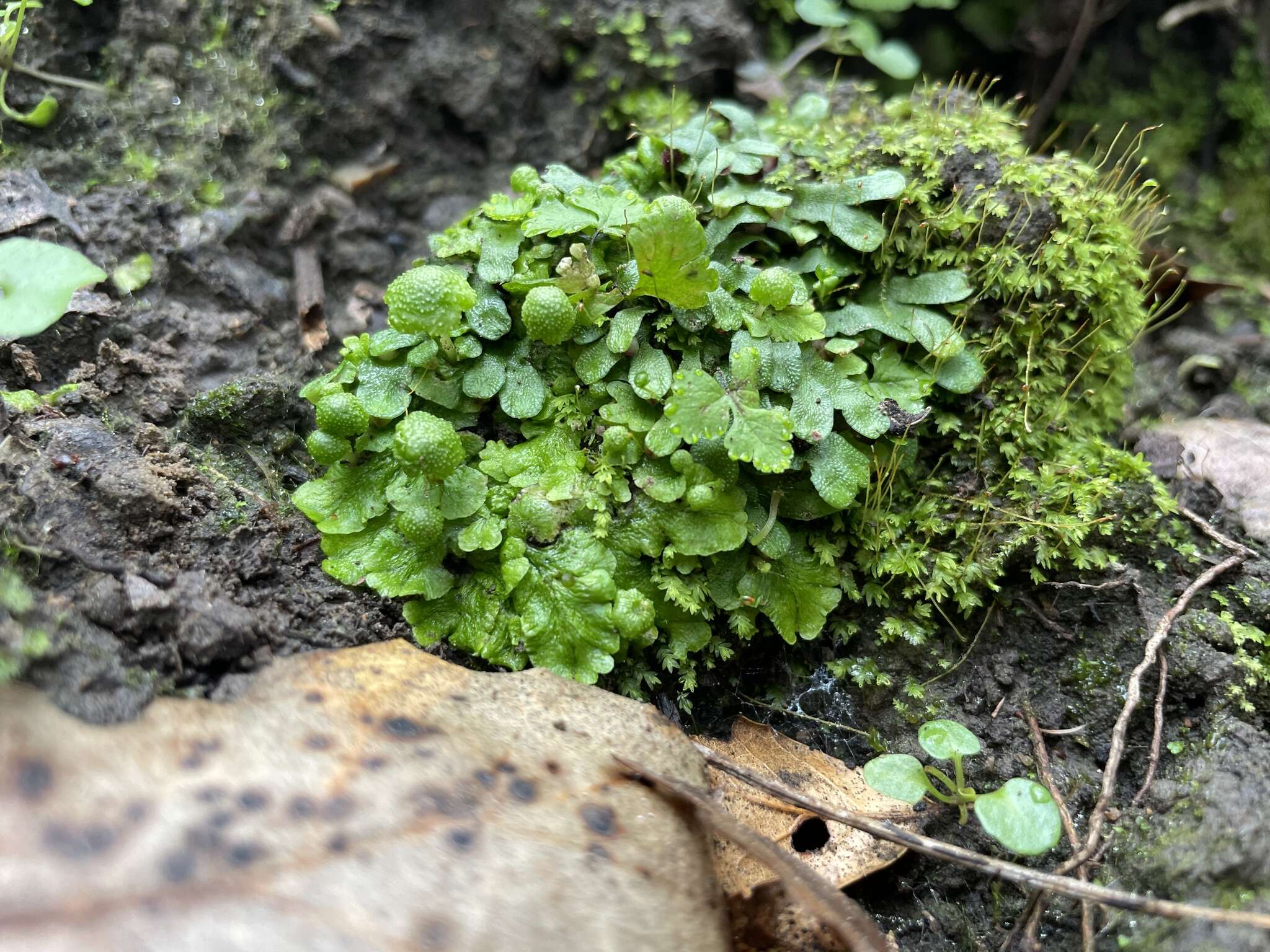 Image of Cryptomitrium tenerum (Hook.) Austin ex Underw.