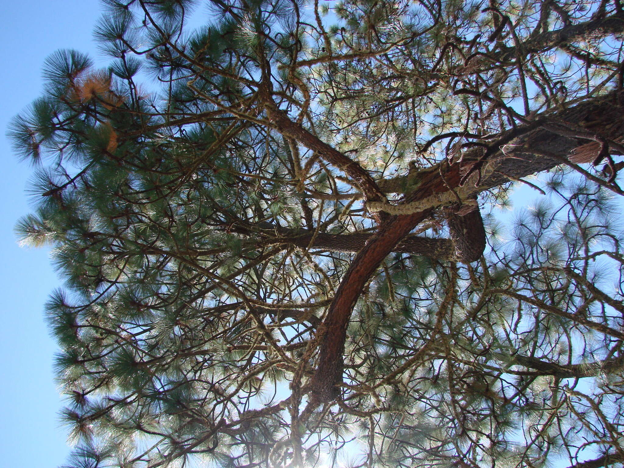 Image of Aztec Pine