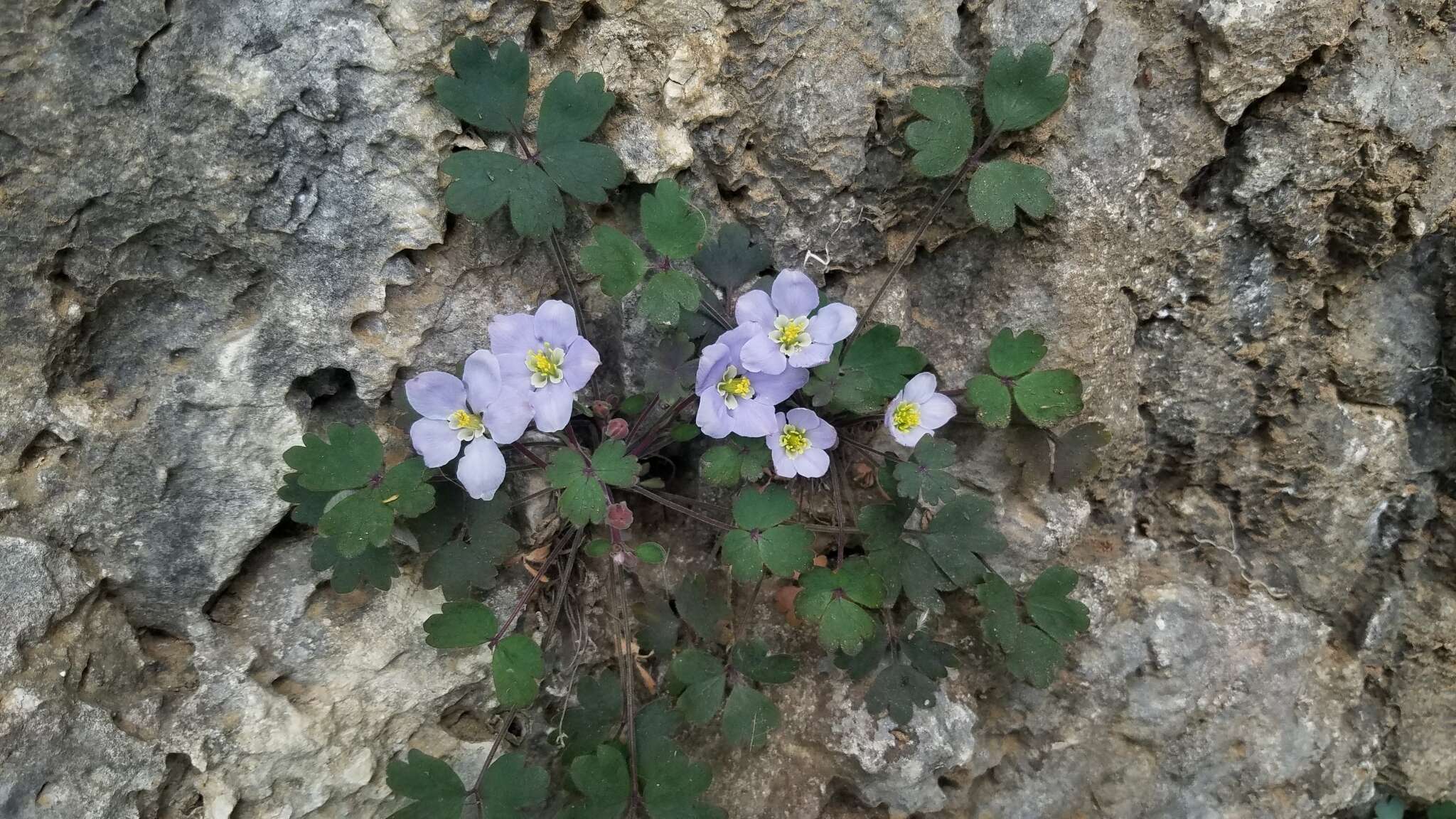 صورة Urophysa rockii Ulbr.