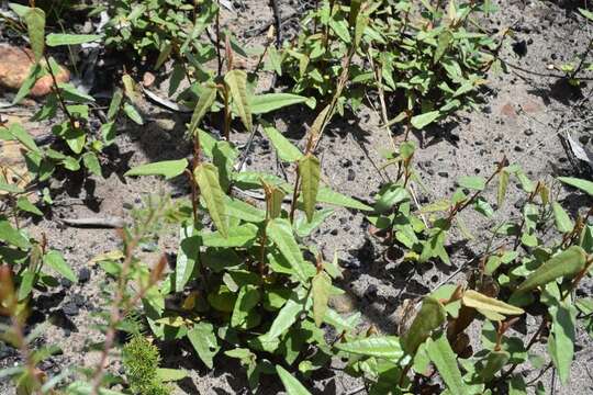 Imagem de Lasiopetalum ferrugineum var. ferrugineum