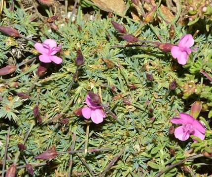 Image of Dianthus pungens subsp. brachyanthus (Boiss.) Bernal, Fernández Casas, G. López, M. Laínz & Muñoz Garmendia