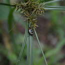 Image of Tolono decoratus Rolston & Kumar 1974