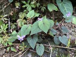 Image of Viola shinchikuensis Yamam.