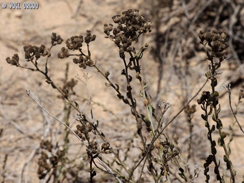 Sivun Achillea fragrantissima (Forsk.) Sch. Bip. kuva