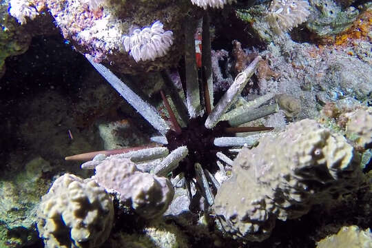 Image of Imperial urchin