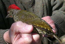 Image of Knysna Woodpecker