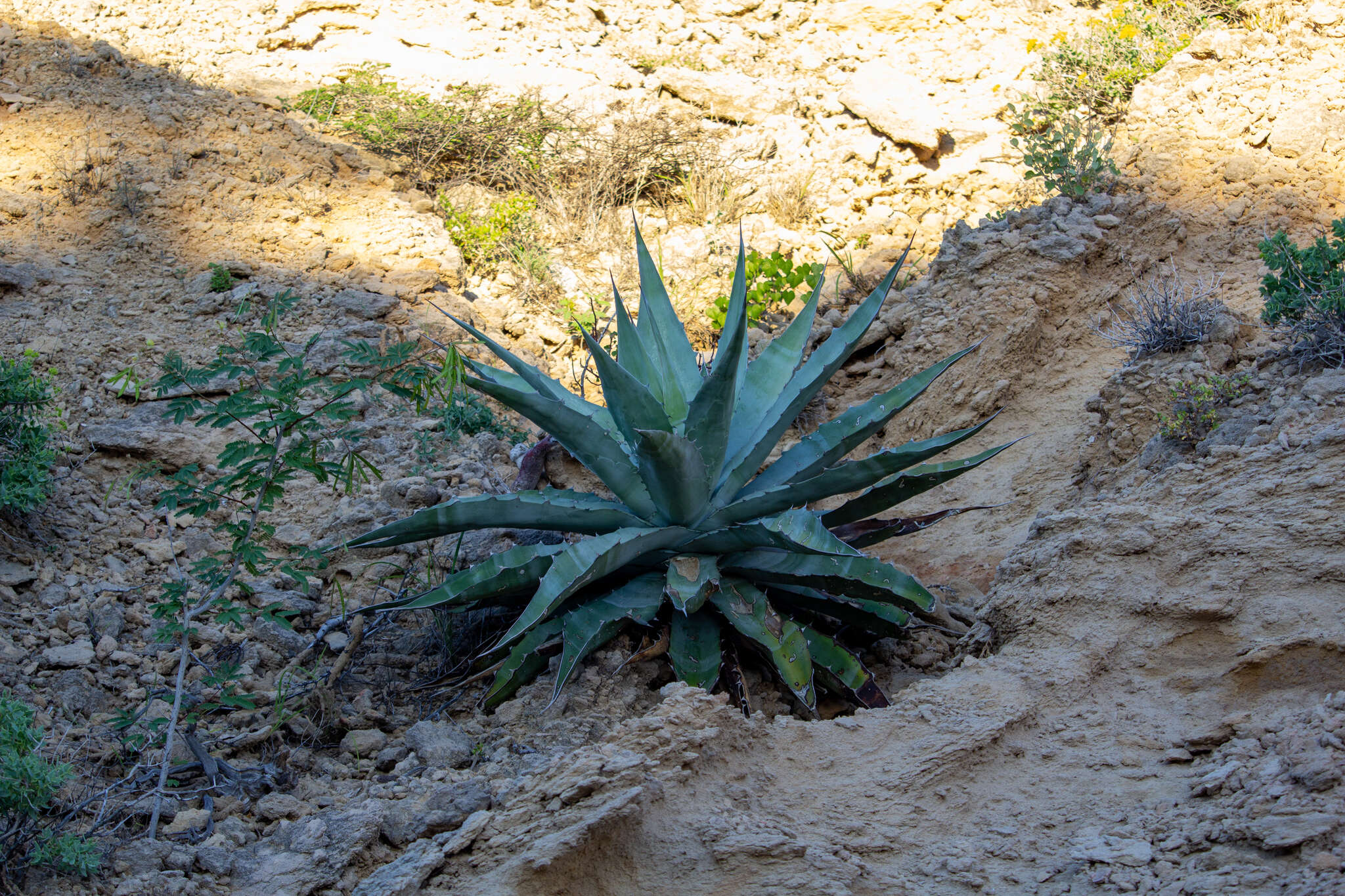 Слика од Agave sobria subsp. roseana (Trel.) Gentry