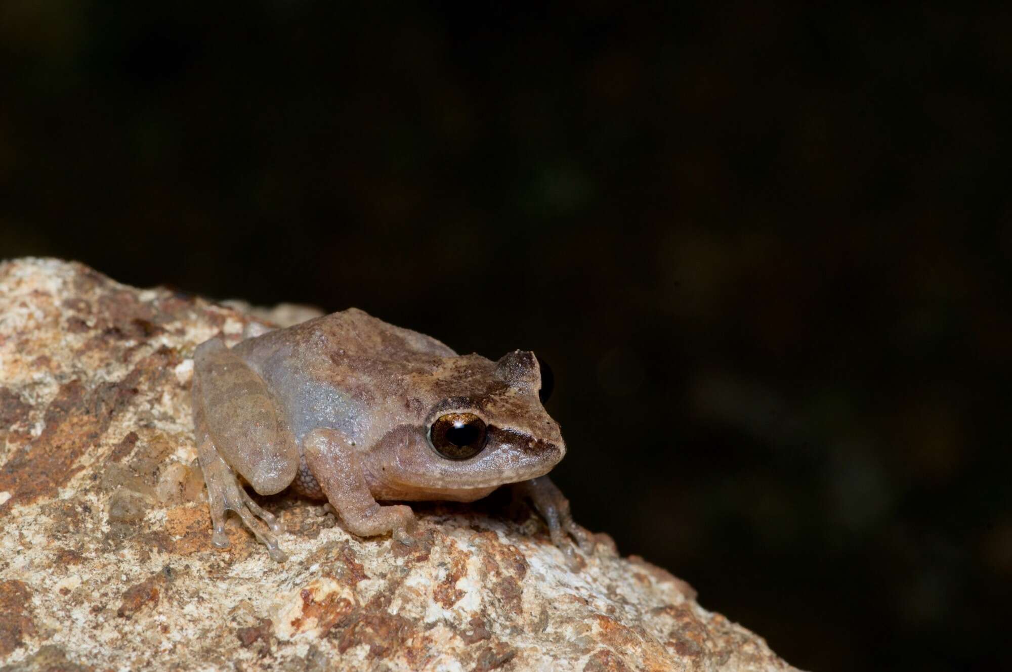 صورة Pseudophilautus steineri (Meegaskumbura & Manamendra-Arachchi 2005)