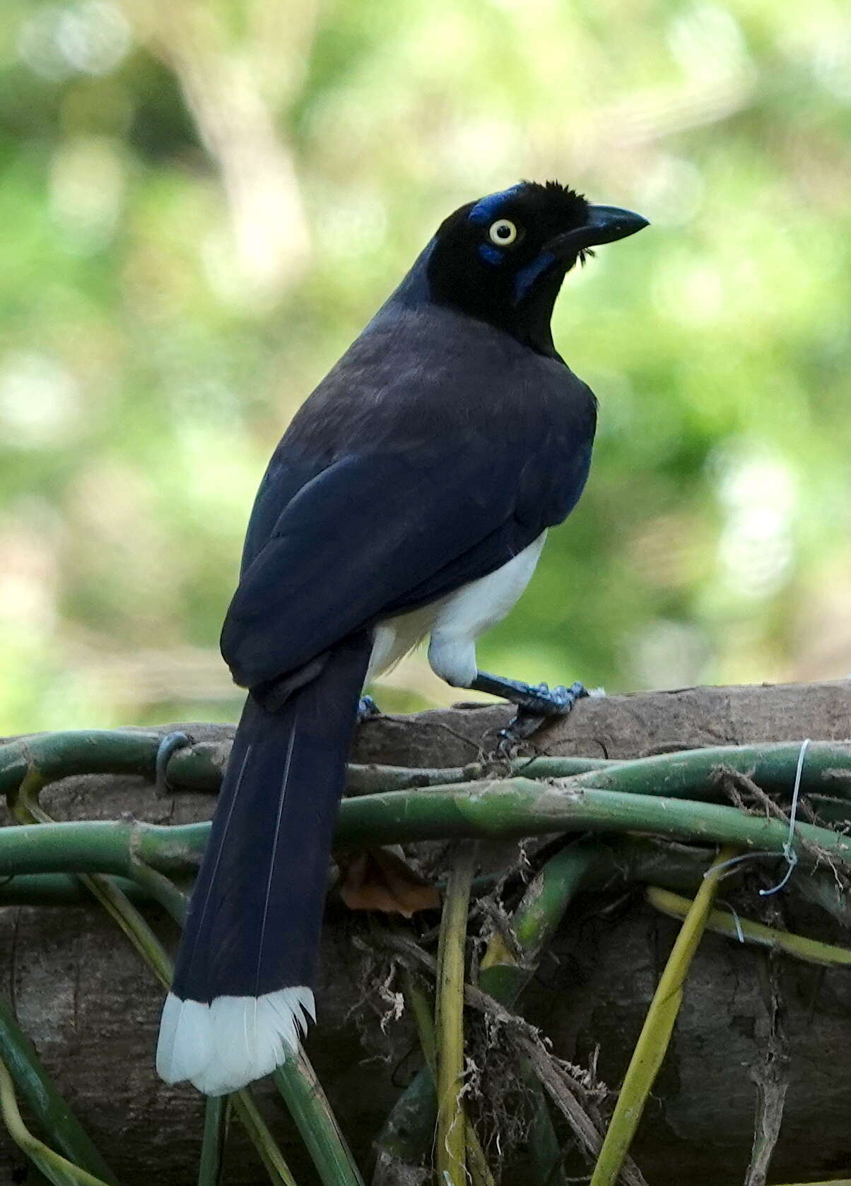 Imagem de Cyanocorax affinis affinis Pelzeln 1856