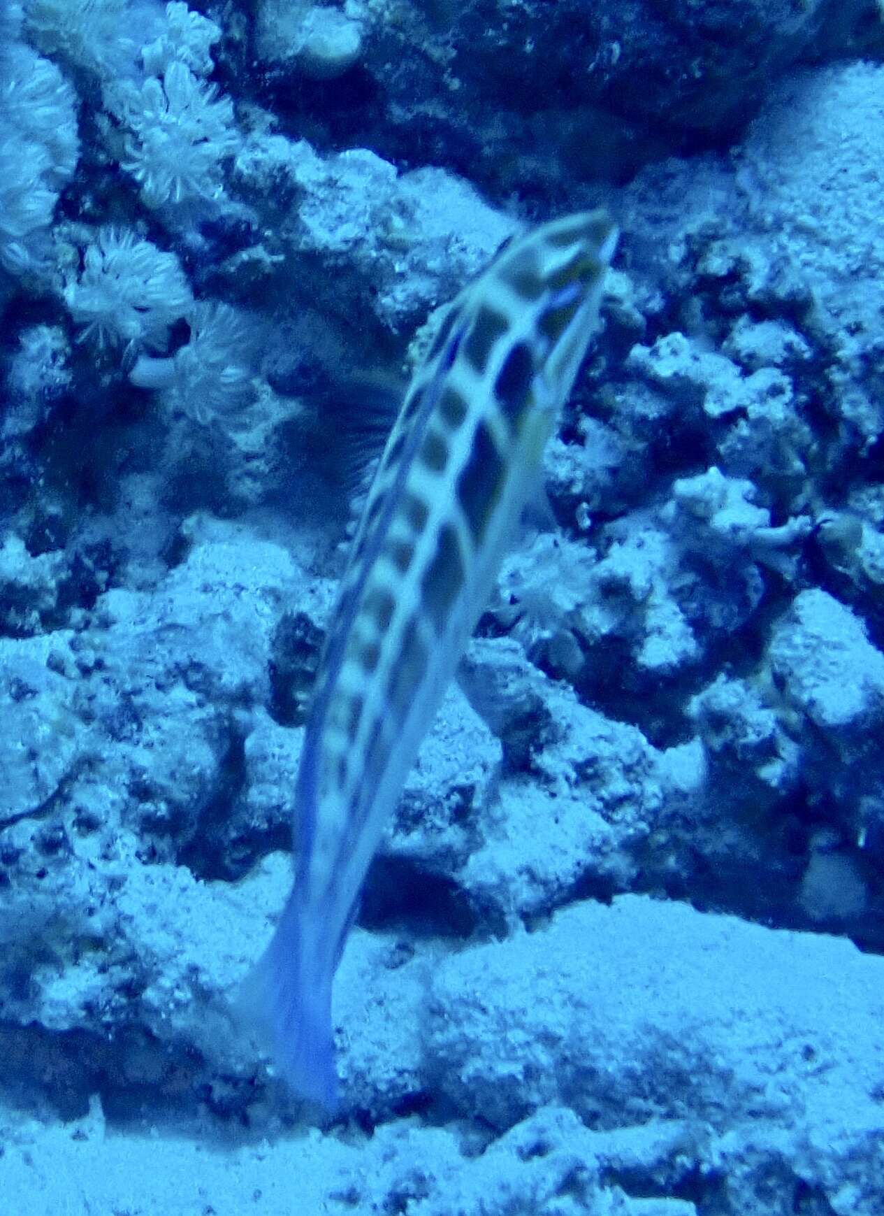 Image of Spot-tail wrasse